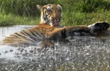 Indie: Można zabijać kłusowników polujących na tygrysy