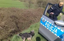 WIDEO] Pies pilnował swego rannego przyjaciela. Obojgu pomogli policjanci