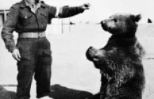 Szkoci zbudują pomnik Wojtkowi za £200k - polskiemu niedźwiedziowi-żołnierzowi