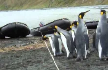 Pingwiny nie ogarniają liny