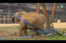 Młody słoń bawi się gumową taśmą
