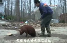 Pig Walks On Front Legs 安徽蒙城有个"猪坚强"两条腿走路