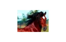 YouTube - Konie... Natura jest w nas i wolność...