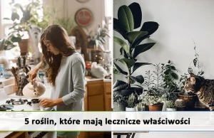 Lecznicze właściwości roślin. Skuteczne metody medycyny naturalnej