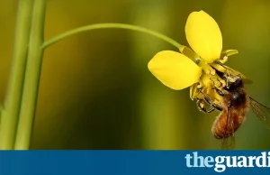 Bayer i Syngenta zataiły poważną szkodliwość pestycydów dla kolonii pszczół.