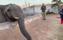 Nie zbliżaj się zbytnio do słonia