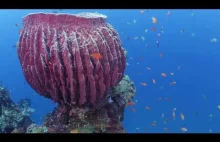 Underwater World in 4K ultra HD video - be