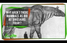 Dlaczego nie ma ssaków gigantycznych rozmiarów? [ENG]