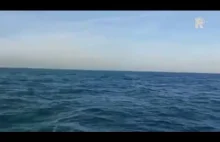 Wieloryb w wodach Morza Północnego!