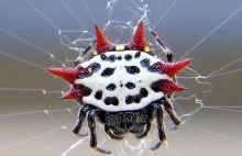Niezwykłe pająki. Według naukowców nie powinny istnieć