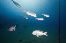 Do 2050 roku w oceanach będzie więcej tworzyw sztucznych niż ryb