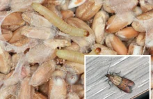 Dlaczego mole spożywcze są niebezpieczne dla zdrowia?