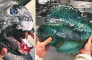 Rosyjski rybak publikuje przerażające zdjęcia dziwnych potworów głębinowych