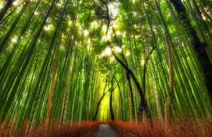 Bambusowe gaje