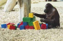 Orangutan bawi się klockami