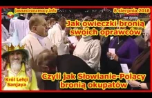 Jak owieczki bronią swoich oprawców‼