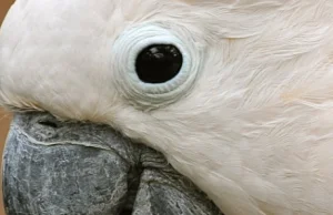 Talking Cockatoo - Hallo - -Video