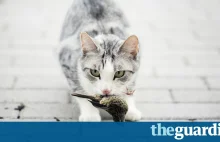 Cats kill 1 million Australian birds a day, study shows