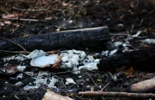 Jak legalnie rozpalić ognisko w lesie?