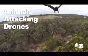 Zwierzęta atakujące drony