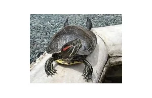 Niezwykle groźny żółw grasuje. Pomóż go szukać.