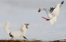 Najlepsze zdjęcia dzikiej przyrody - Wildlife Photographer of the Year