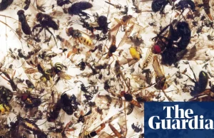 Gwałtownie spadająca liczba owadów grozi "załamaniem natury"