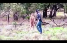 Facet uderza kangura prosto w pysk, żeby uratować psa.