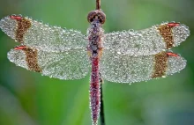 Niesamowite zdjęcia owadów pokrytych rosą