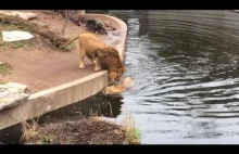 Nieuważny lew wpada do wody