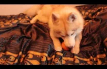 husky lubi pomarańcze / My dog Leon likes...