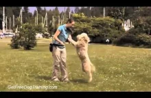 FREE DOG TRAINING VIDEOS ONLINE - BEST PUPPY TRAINING VIDEO
