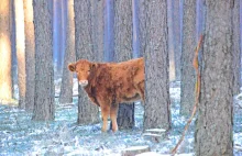 Krowa uciekła przed rzeźnikiem, od miesiąca ukrywa się w lesie na Pomorzu