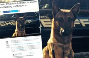 Policyjny pies zdechł na służbie. Został zamknięty w samochodzie w gorący