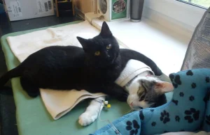 Kot-pielęgniarz z bydgoskiego schroniska opiekuje się czworonogimi pacjentami