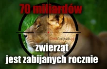 Człowiek zabija rocznie 70 mld ptaków i ssaków