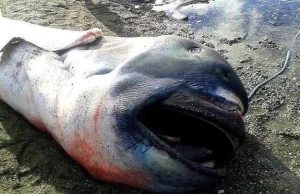 Bardzo rzadki rekin wielkogębowy został znaleziony martwy na filipińskiej plaży.