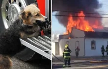 Gdy strażacy uratowali rodzinę z pożaru, ujrzeli drżącego psa niosącego...