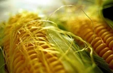 Węgrzy zabierają się za Monsanto. Niszczą uprawy kukurydzy GMO