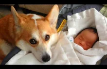 Dogs Babysitting Babies Funy Compilation