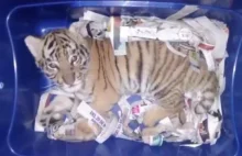Mały Tygrys Bengalski wysłany paczką w Meksyku