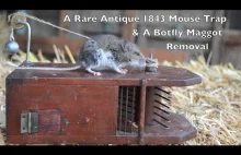 Rare Antique 1843 Mouse Trap In Action & Removing a Botfly Maggot From a...