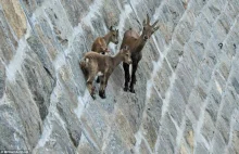 Kozice na niemal pionowej ścianie tamy w Parku Narodowym Gran Paradiso.