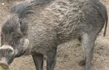 Po raz pierwszy zaobserwowano, że dzikie świnie używają narzędzi