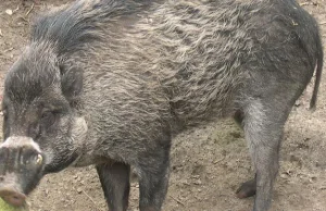 Po raz pierwszy zaobserwowano, że dzikie świnie używają narzędzi