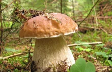 Cała masa informacji o lesie - Encyklopedia Leśna