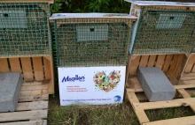 Pszczoły murarki ogrodowe. Jak zbudować domek dla murarki - E-ogródek