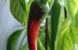 Wysiew i uprawa papryczek chili