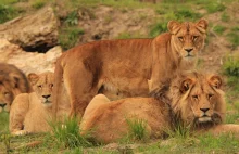 Lwy w Afryce Południowej zjadły kłusownika, który je ścigał
