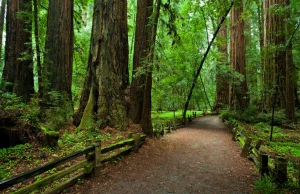 Park Narodowy Redwood